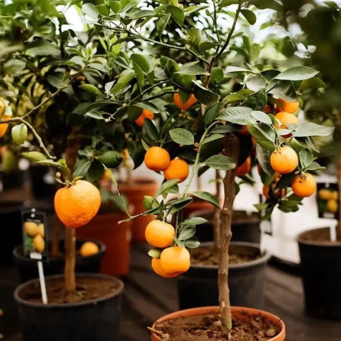 The Best Tips for Watering Your Orangîa Trees